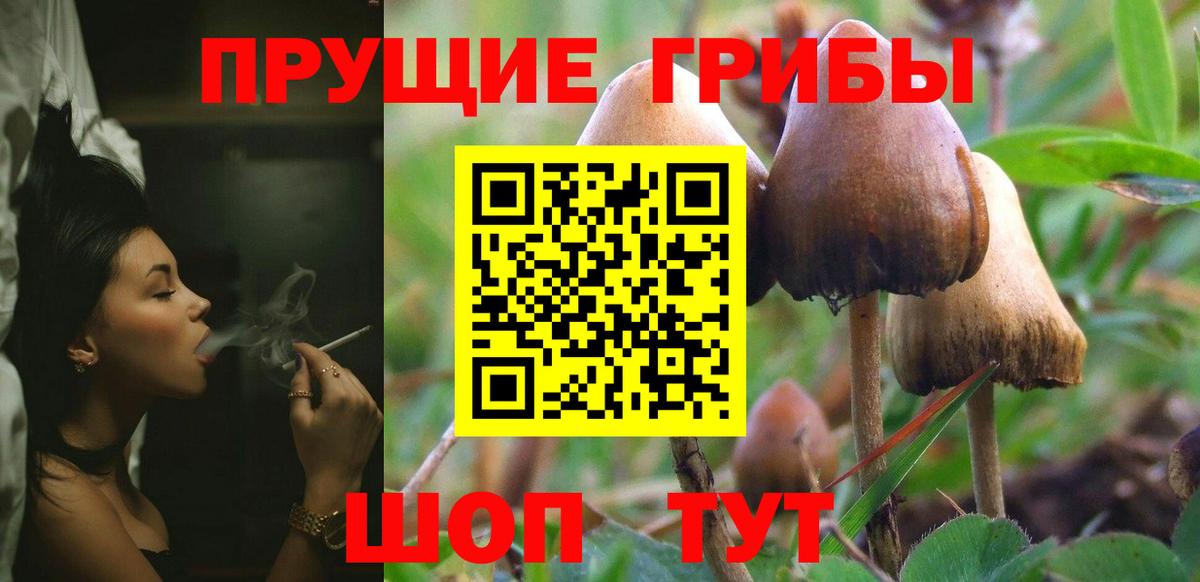 Черняховск  Галлюциногенные грибы Psilocybe  Вход с VPN 